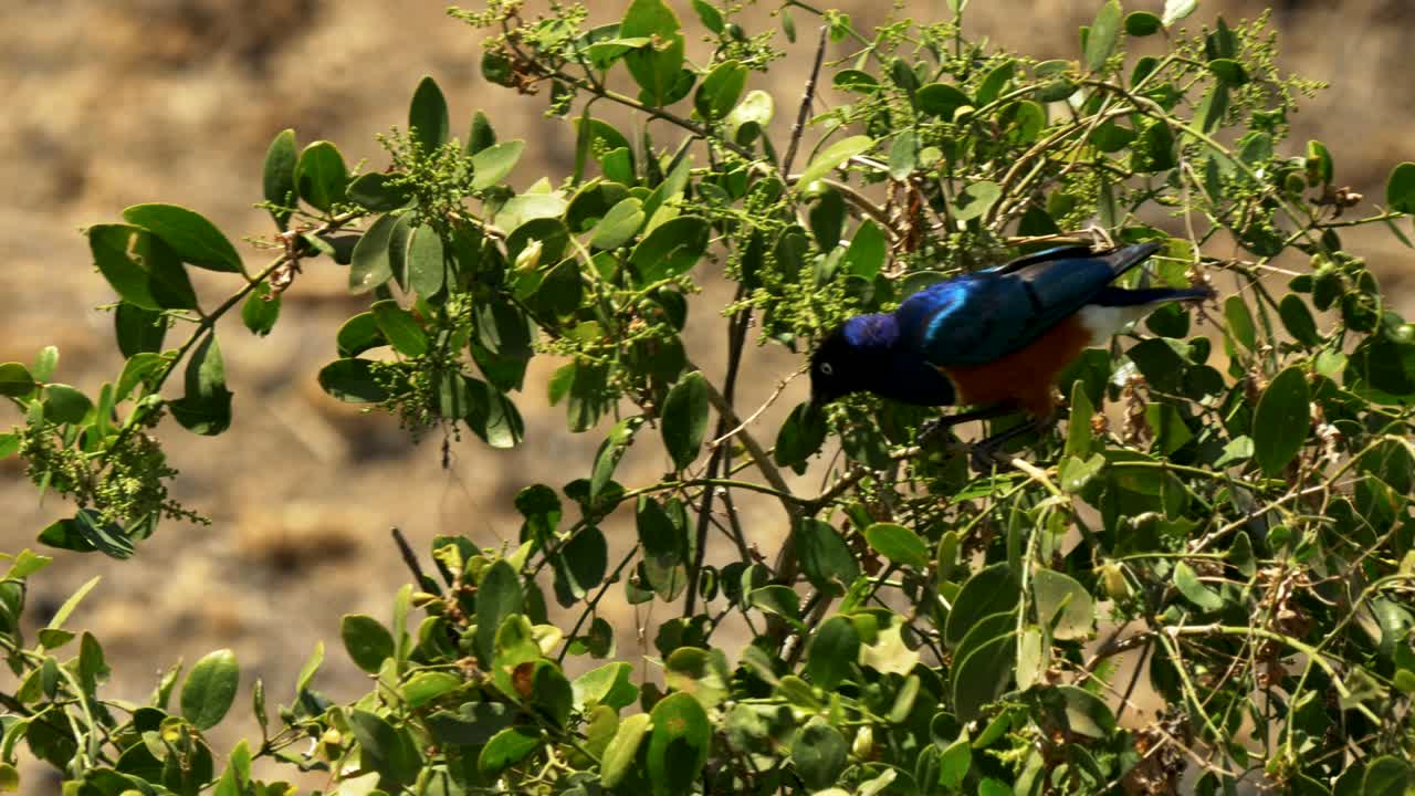 прекрасный сквозняк на ягодном кустах в амбосели