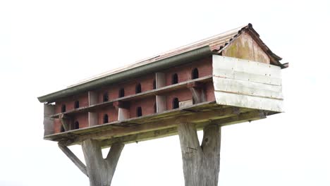 Palomar-De-Madera-Para-Pájaros---Primer-Plano