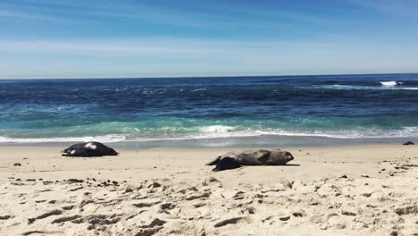 sea lions sunbathing on a san diego beach on a sunny day in their natural habitat.