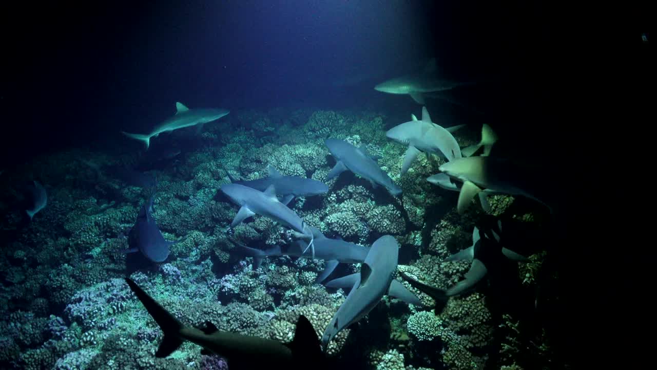 Sharks hunting at night on coral reef with sport light directly from above