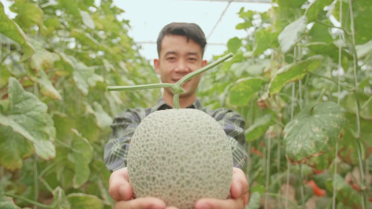 Asian Farmer Holding Melon And Smiles To Camera In Green House Of Melon Farm