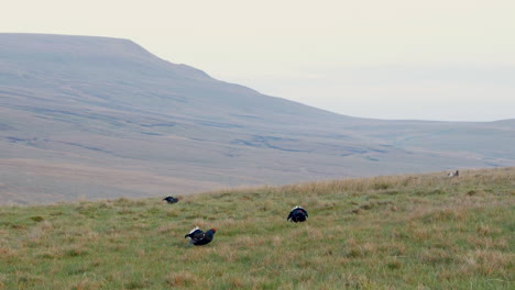 Male-Black-grouse-displaying-on-their-traditional-lekking-grounds-showing-the-birds-fighting-and-jumping-in-the-air