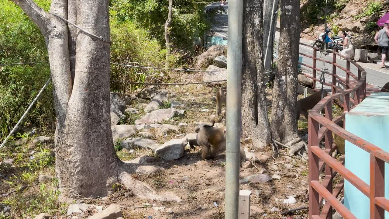 Macaque monkey walks along rocky path beside tourist walkway, bright daylight, steady wide shot