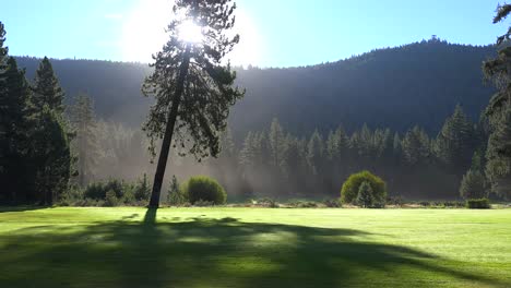 Morning-fog-shrouds-a-beautiful-pine-tree-at-sunrise