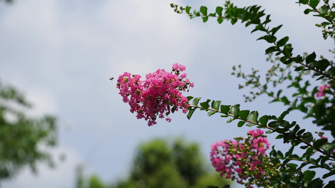 Bunga Crape Myrtle merah muda dengan latar langit berawan dramatis dan dedaunan hijau dalam 4K.