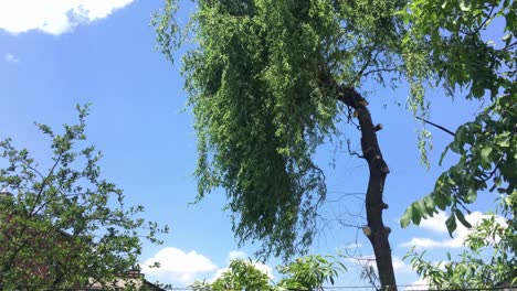 Einen-Baum-Mit-Einer-Langen-Teleskopsäge-Fällen,-Wobei-Ein-Baum-An-Einer-Kette-Herunterfällt