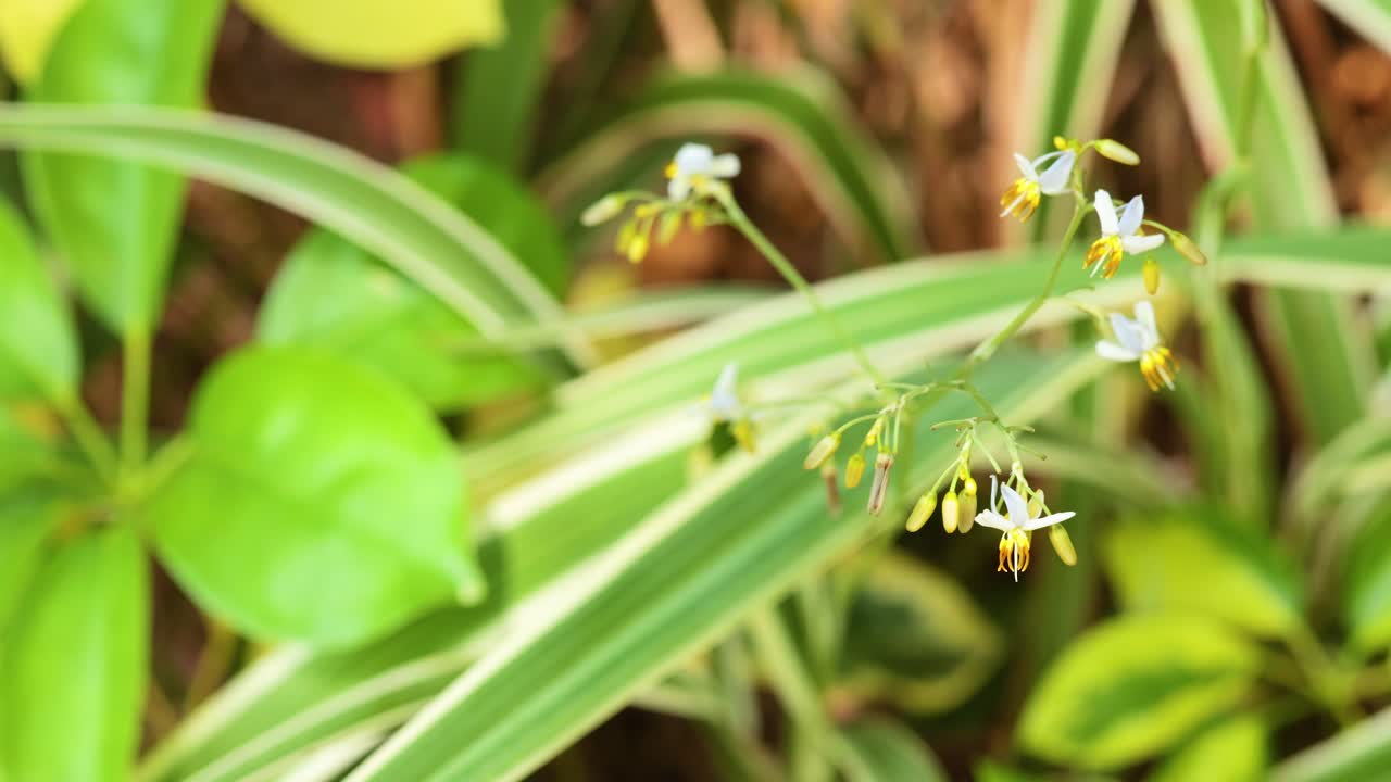 primer plano de las flores y hojas de dianella tasmanica