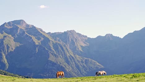 herd of horses grazing on meadow in sunny day