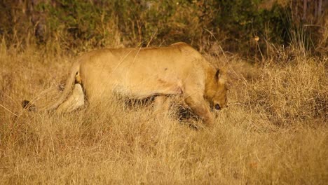 Young-lion-walking-towards-the-vegetation