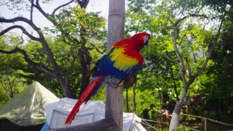 In-a-serene-moment,-a-red-parrot-perches-on-a-bamboo-made-structure,-exuding-calmness-as-it-enjoys-its-surroundings