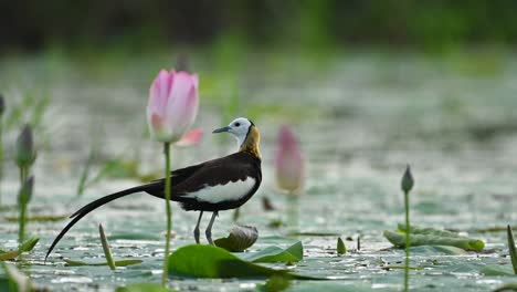 a pheasant-tailed jacana lifts off from water lilies with wings spread wide