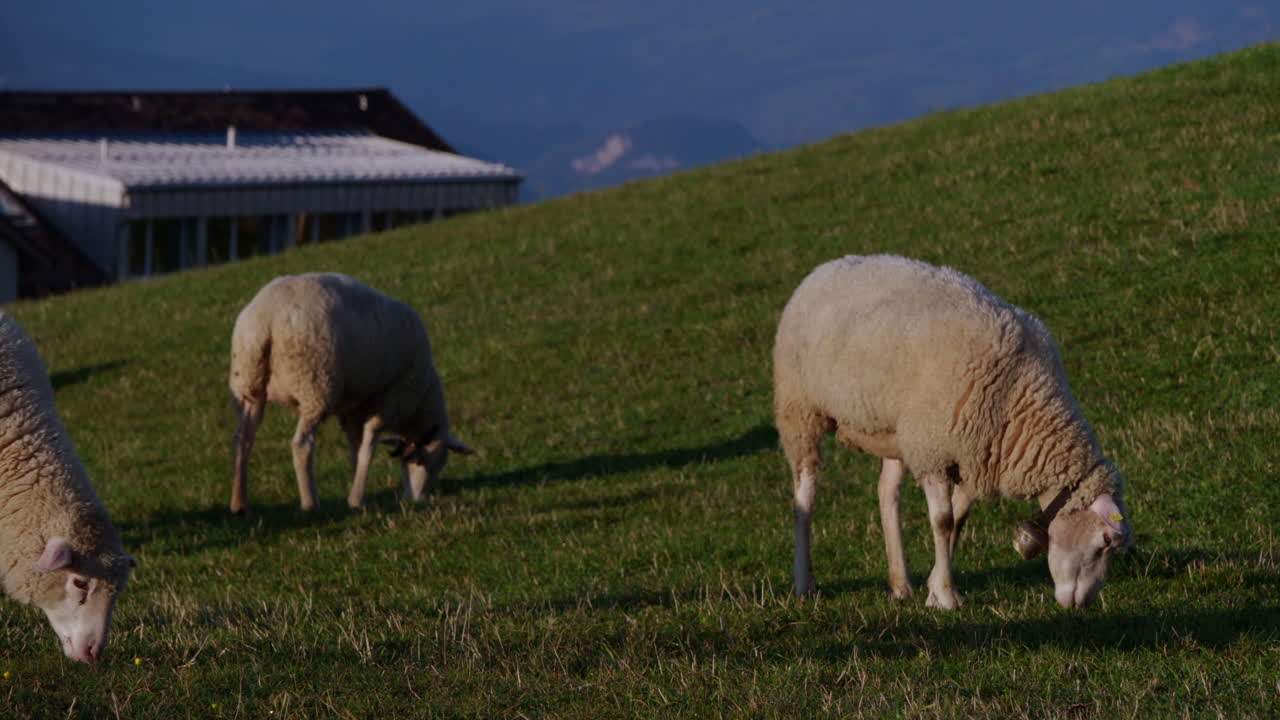 pecore che mangiano erba in un prato