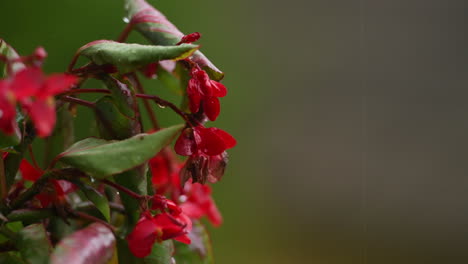 Flor-De-Impaciencia-Roja-Sobre-Fondo-Verde-Bajo-La-Lluvia,-Flores-De-Balcón-Rojo,-Fondo-Desenfocado,-Gotas-De-Lluvia-Cayendo-Sobre-Pétalos-Y-Salpicaduras-Por-Todas-Partes,-4k