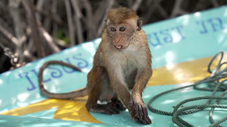 Young toque macaque eating something while sitting on a colorful boat in negombo, sri lanka