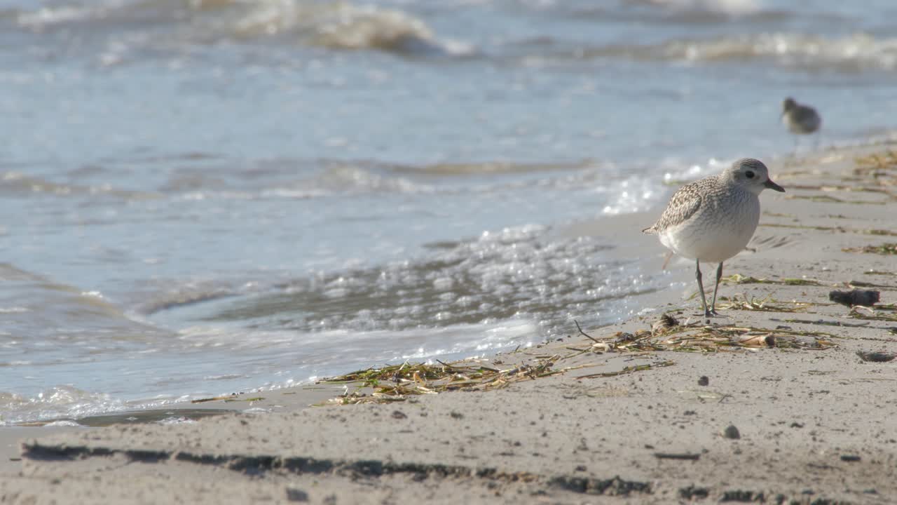 Two Grey Plover Bird Enjoy Searching Food Near The Sea During A Sunny Day - Close Up Shot