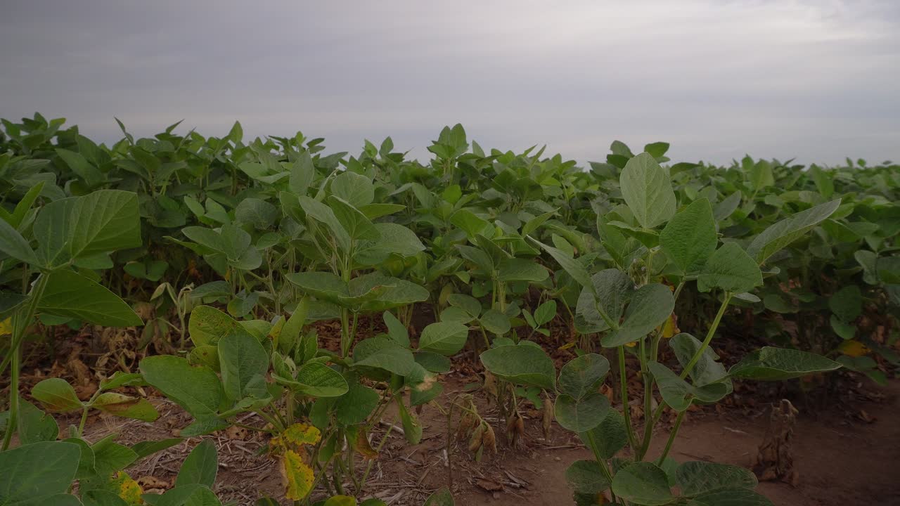 Ground-level view of a soybean field under a grey, stormy sky.