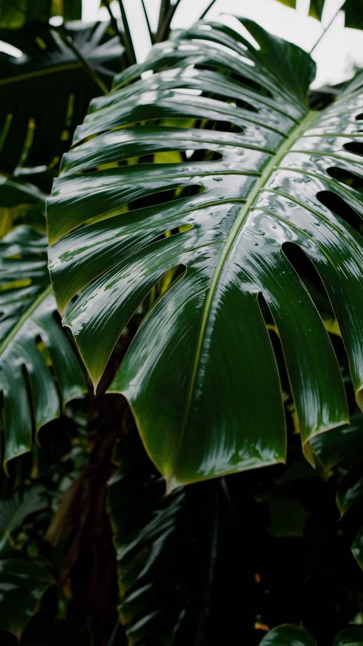 Close-up, top-down angle of a lush, green tropical leaf with water droplets, evoking a fresh