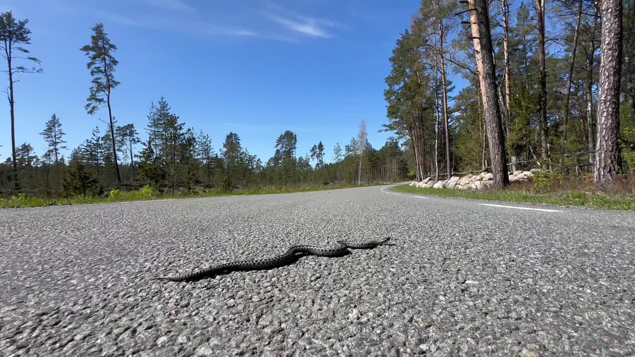Common European viper (Vipera berus) also known as common European adder warming itself in the middle of a road is chased away to prevent a car from running over it. Estonia.