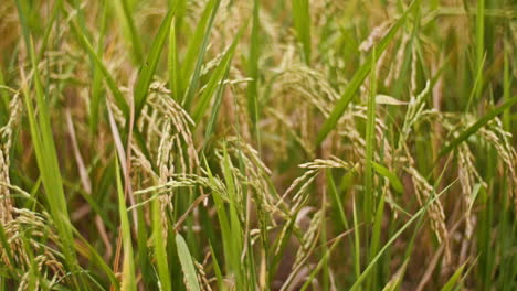 rice paddy field