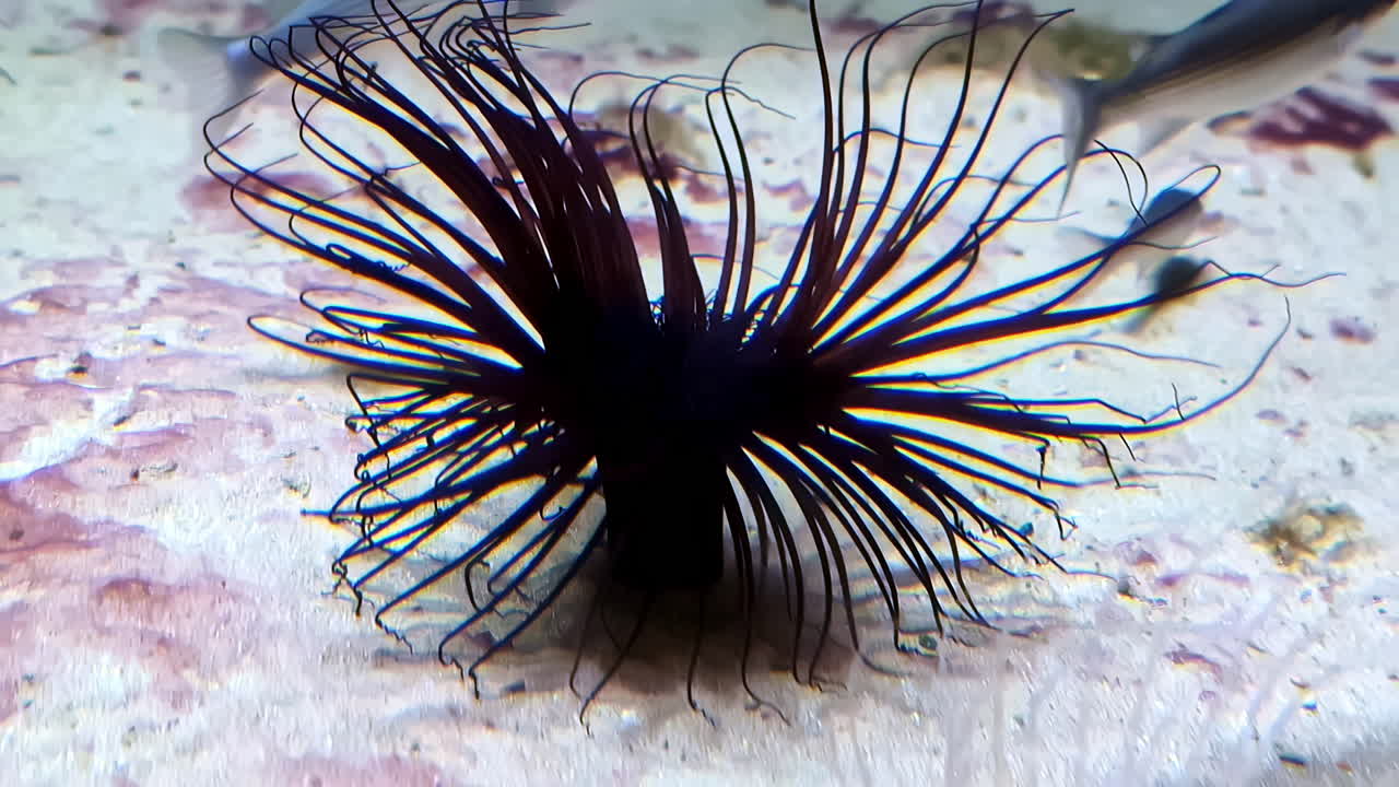 un cerianthus membranaceus negro, la anemona cilindrica o la anemona tubular de color - peces que nadan cerca