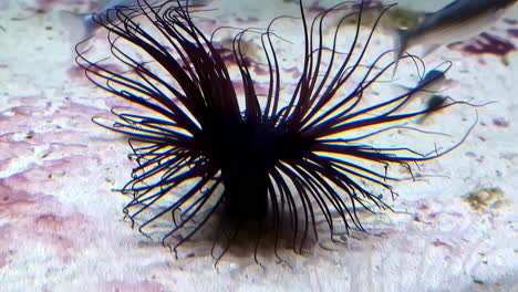 a black cerianthus membranaceus, the cylinder anemone or colored tube anemone - fish swimming nearby