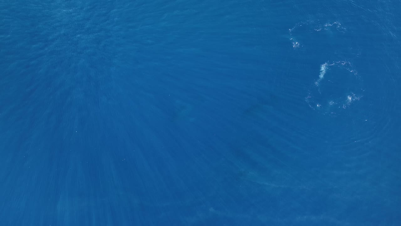 siluetas abstractas de ballenas nadando bajo las aguas de hawaii