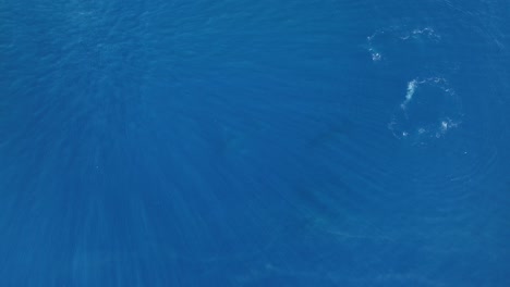 abstract whale silhouettes swimming beneath the waters of hawaii