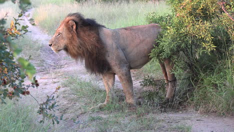 Un-León-Macho-Dominante-Marcando-Su-Territorio