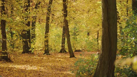 Hermoso-Bosque-Romántico-De-Otoño