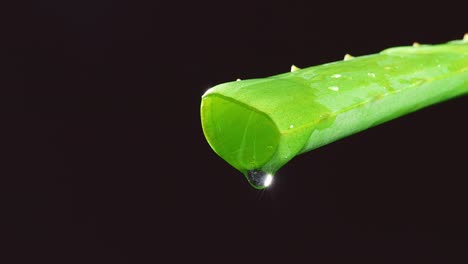 slow motion of aloe vera leaf with juice, gel drips from the stems on black background. close up of succulent plant leaves, natural medical plant for organic cosmetics