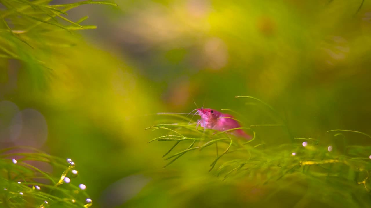 Macro shot red cherry shrimp cleaning it self, sitting on an aquatic plant