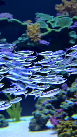 school of fish in a vibrant aquarium