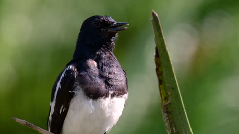 the oriental magpie-robin is a very common passerine bird in thailand in which it can be seen anywhere