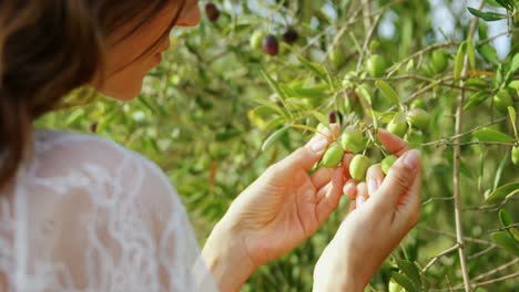 Woman-examining-olives-in-farm-4k