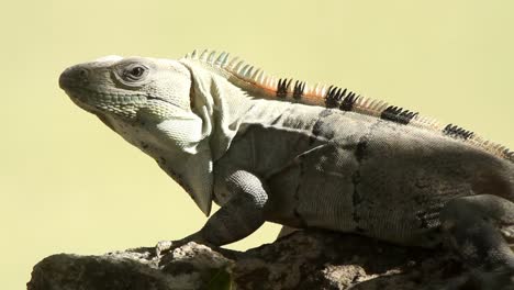 Iguana-01