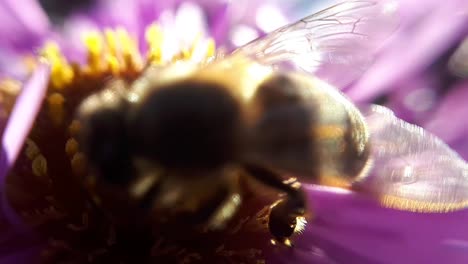 Primer-Plano-Macro-De-Una-Abeja-De-Miel-En-Una-Flor-De-Jardín