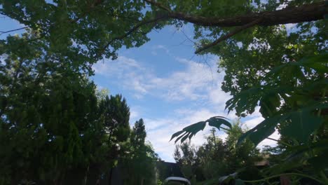 Lapso-De-Tiempo-En-Un-Jardín-Con-Cielo-Azul-Y-Nubes