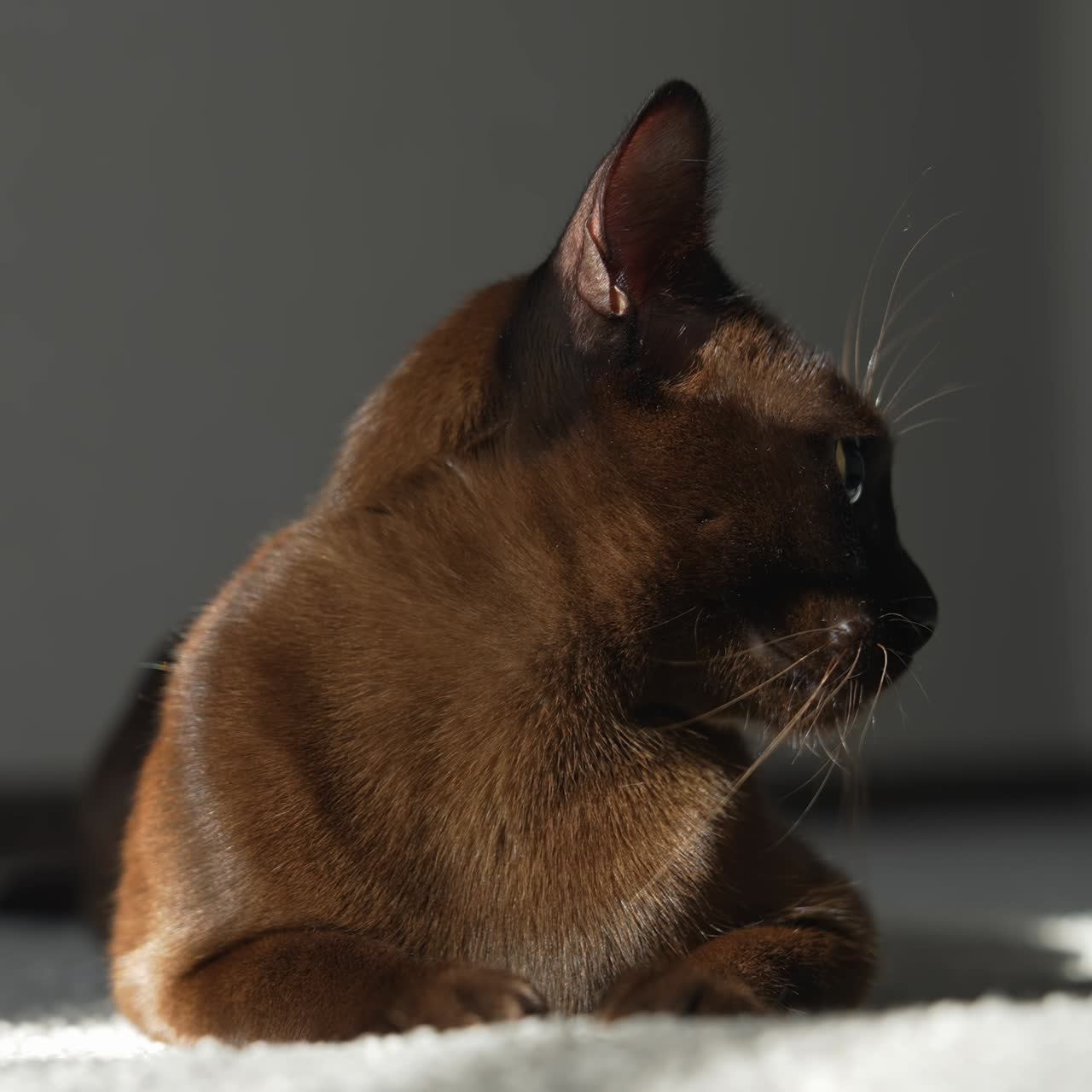 Ritratto di gatto Burmese. Adorabile gatto di razza marrone sdraiato su un comodo tappeto. Animale domestico che si rilassa a casa