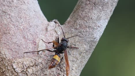 Lesser-Banded-Hornet,-Vespa-affinis