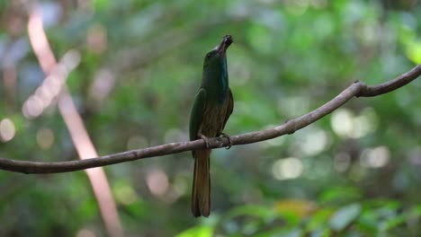 Looking-around-with-food-in-the-mouth-as-it-is-tossing-and-turning-it-to-fit-properly-and-then-flies-down-to-deliver-to-its-nestlings,-Blue-bearded-Bee-eater-Nyctyornis-athertoni,-Thailand