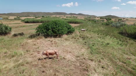 Un-Par-De-Toros-Pastan-Y-Se-Paran-Alrededor-De-Un-Gran-Arbusto-En-Los-Pastizales-De-Lemnos