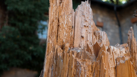 cámara lenta de un tronco de árbol