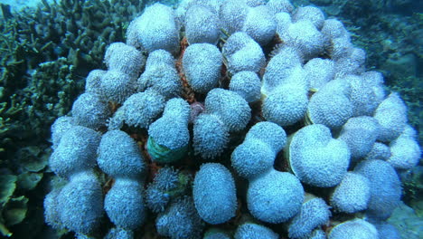 el coral es el hogar de muchas especies de peces.