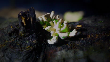 the bioluminescent fungus, panellus stipticus glows in dim daylight