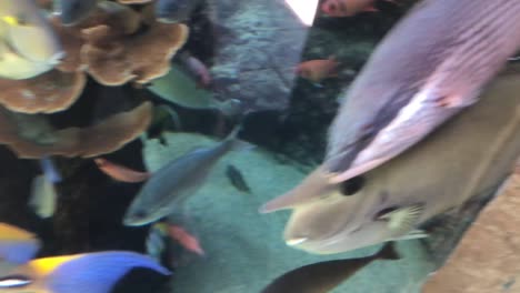 fish swimming around in tank