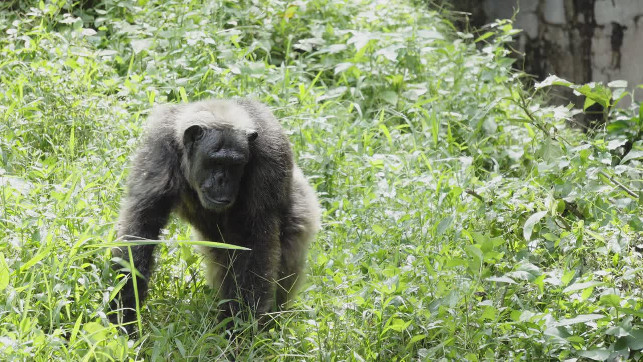 un viejo chimpancé maduro sentado en la repisa de un recinto alimentándose de la vegetación circundante, tailandia
