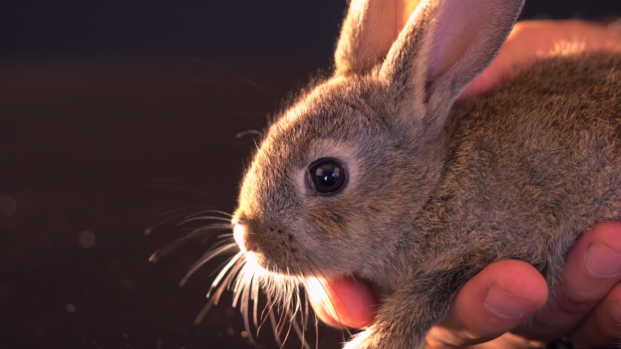 아기 토끼들이 검은 바탕에 앉아 있습니다.