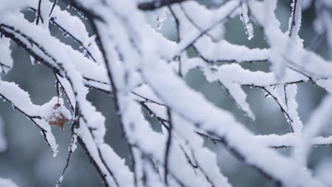 a pan shot of heavy snow loaded branches