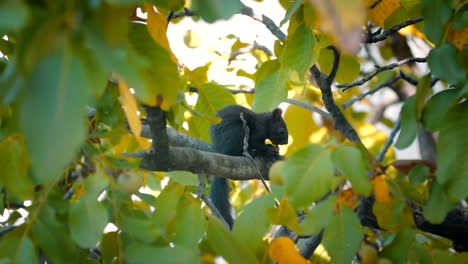 A-squirrel-sitting-on-a-branch,-on-a-walnut-tree-and-eating-a-walnut