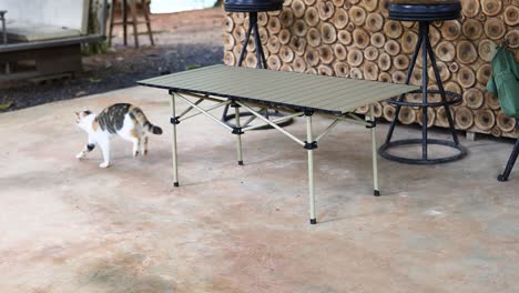 a cat curiously explores beneath a table